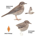 Деряба - Turdus viscivorus фотография-5