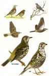 Деряба - Turdus viscivorus фотография-6