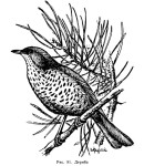 Деряба - Turdus viscivorus фотография-7