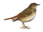 Дрозд-отшельник - Catharus guttatus картинка-1
