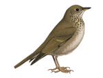 Малый дрозд - Catharus minimus картинка-1