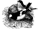 Белоножка - Enicurus scouleri картинка-2