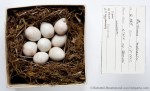 Зарянка - Erithacus rubecula гнездо с кладкой яиц-1