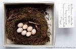 Зарянка - Erithacus rubecula яйца-2