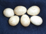 Erithacus rubecula eggs-4