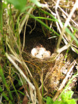 Зарянка - Erithacus rubecula гнездо с кладкой яиц-3