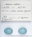 Соловей-красношейка - Luscinia calliope яйца-1