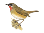 Соловей-красношейка - Luscinia calliope картинка-1