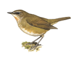 Соловей-красношейка - Luscinia calliope картинка-2