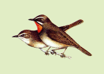 Соловей-красношейка - Luscinia calliope картинка-6