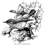 Соловей-свистун - Luscinia sibilans картинка-2
