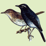 Сибирский дрозд - Zoothera sibirica картинка-4