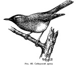 Сибирский дрозд - Zoothera sibirica картинка-5