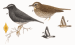 Сибирский дрозд - Zoothera sibirica picture-6