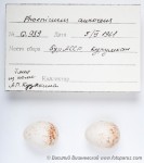 Сибирская горихвостка - Phoenicurus auroreus яйца-1