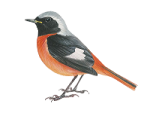 Сибирская горихвостка - Phoenicurus auroreus картинка-1
