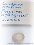 Краснобрюхая горихвостка - Phoenicurus erythrogastrus яйца-1