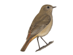 Краснобрюхая горихвостка - Phoenicurus erythrogastrus картинка-2