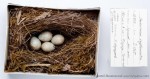 Красноспинная горихвостка - Phoenicurus erythronotus гнездо с кладкой яиц-1