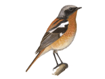 Красноспинная горихвостка - Phoenicurus erythronotus картинка-1