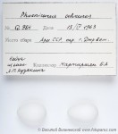 Горихвостка-чернушка - Phoenicurus ochruros яйца-1