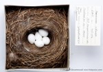Горихвостка-чернушка - Phoenicurus ochruros гнездо с яйцами