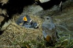 Phoenicurus ochruros eggs-5