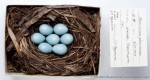 Горихвостка-лысушка - Phoenicurus phoenicurus гнездо с яйцами-1
