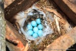 Phoenicurus phoenicurus eggs-4