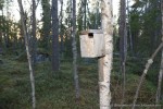 Горихвостка-лысушка - Phoenicurus phoenicurus дуплянка