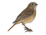 Горихвостка-лысушка - Phoenicurus phoenicurus картинка-3