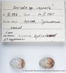 Черный чекан - Saxicola caprata яйца-1