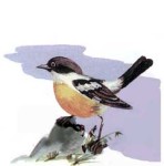 Большой чекан - Saxicola insignis картинка-1