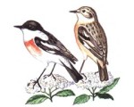 Большой чекан - Saxicola insignis картинка-2
