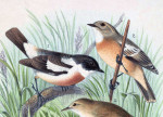 Большой чекан - Saxicola insignis картинка-3