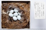 Каменка-плясунья - Oenanthe isabellina гнездо с кладкой яиц