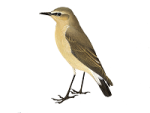 Каменка-плясунья - Oenanthe isabellina картинка-1