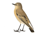 Каменка-плясунья - Oenanthe isabellina картинка-3