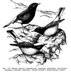 Черная каменка - Oenanthe picata рисунок-2
