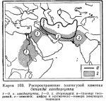 Златогузая каменка - Oenanthe chrysopygia карта ареала обитания-1