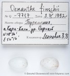 Черношейная каменка - Oenanthe finschii яйца-1