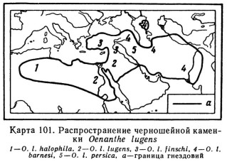 Черношейная каменка - Oenanthe finschii карта ареала обитания-1