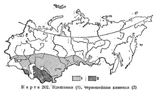 Черношейная каменка - Oenanthe finschii карта ареала обитания-2