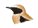 Черноухая каменка - Oenanthe melanoleuca рисунок-2