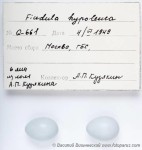 Мухоловка-пеструшка - Ficedula hypoleuca яйца-2