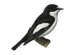 Мухоловка-пеструшка - Ficedula hypoleuca рисунок-1