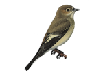 Мухоловка-пеструшка - Ficedula hypoleuca рисунок-2