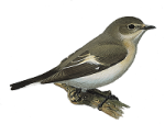 Мухоловка-пеструшка - Ficedula hypoleuca рисунок-3