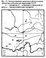 Рыжехвостая мухоловка - Muscicapa ruficauda карта ареала