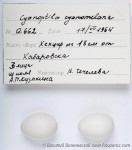 Синяя мухоловка - Cyanoptila cyanomelana яйца